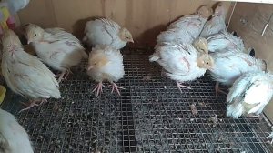 Подробно о содержании перепелов от 0 до 40дней. Как вырастить перепелов