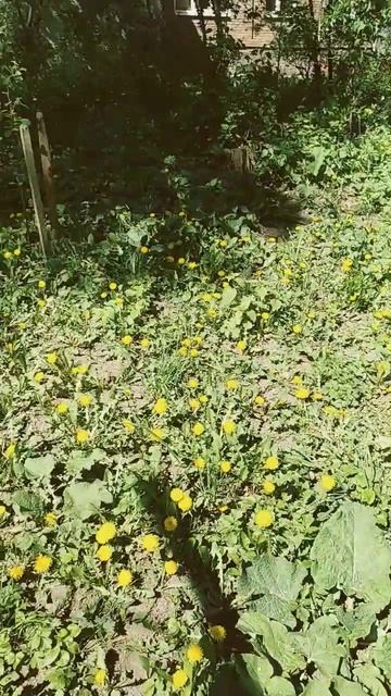 #roblox #эстетическая #кульбаби #тоняматвієнко смотреть онлайн