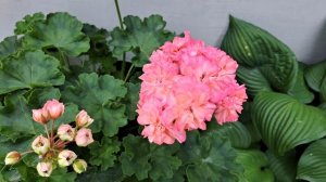 89. ИВ Столбовая Дворянка. Пеларгонія з крупнючими квіт