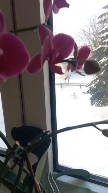 ОРХИДЕЯ В СИЛЬНЫЙ МОРОЗ!!! #short #shorts #shortsvideo #орхидеи #цве? смотреть онлайн