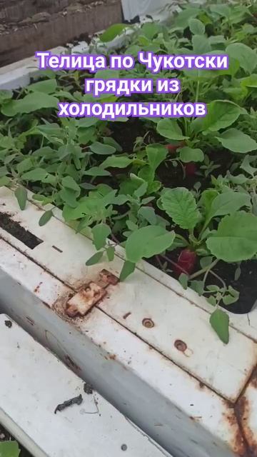 #теплица #огород смотреть онлайн