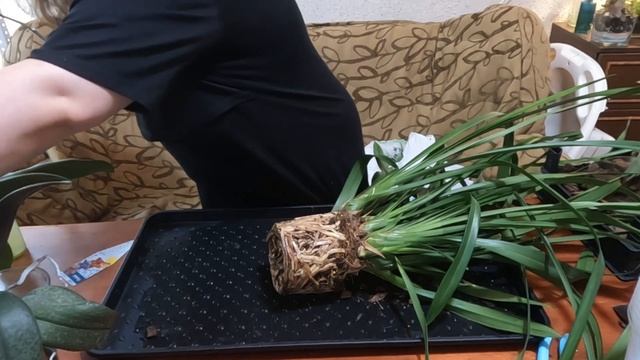 Пересадка орхидей. Фаленопсисы, катлеи, цимбидиум смотреть онлайн