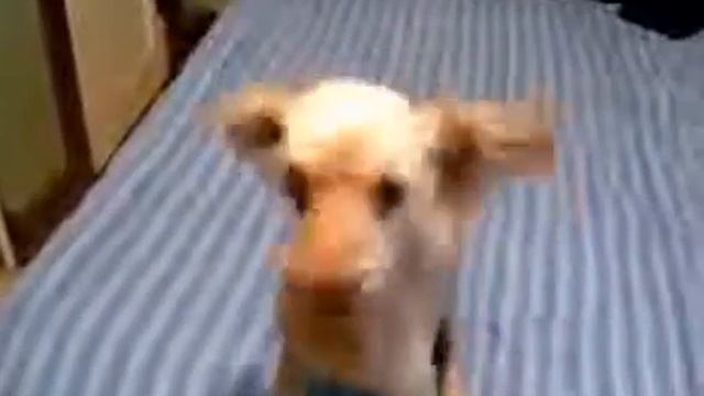 Бешеная собака ржач смотреть онлайн