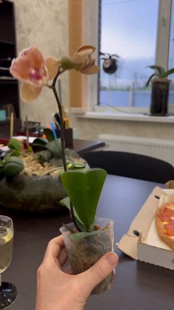 #данапротасова #orchid #орхидеи #фаленопсис #орхидеибабоч смотреть онлайн