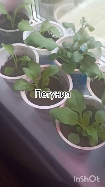рассада петунии смотреть онлайн
