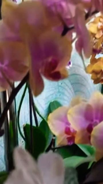 🥲Орхидеи потихоньку начинают отцветать🥲 смотреть онлайн