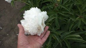 Пион Brother Chuck