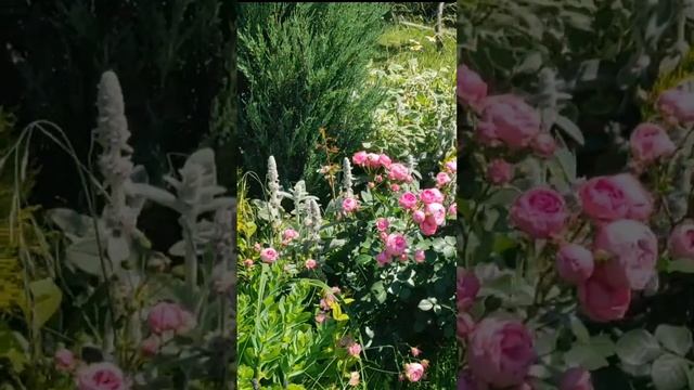 Цветение роз "Вальферданж", "Пьер де Ронсар", "Жасмина", смотреть онлайн