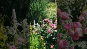 Цветение роз "Вальферданж", "Пьер де Ронсар",  "Жасмина",