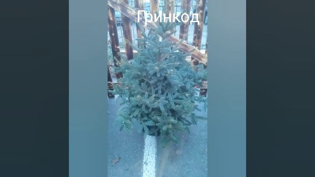 Ель Голубая колючая смотреть онлайн
