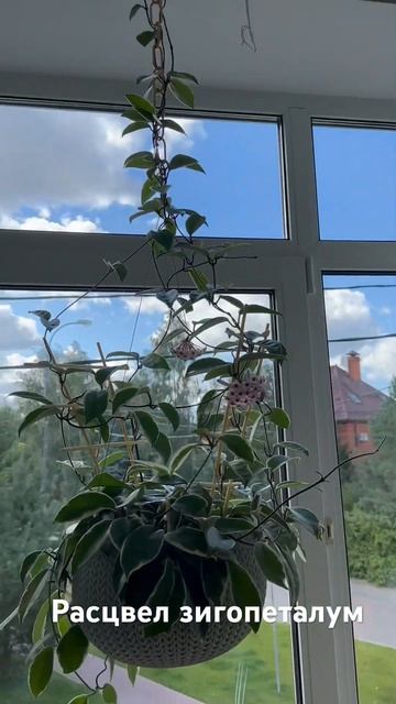 Наконец-то расцвел зигопеталум. Первое домашнее цвете смотреть онлайн