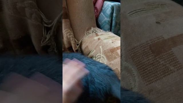 мой красивый кот Вася василёк котька котька с ноготок? смотреть онлайн