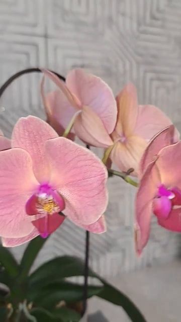 Сломали цветонос?! Не беда! Скоро вырастит НОВЫЙ! смотреть онлайн