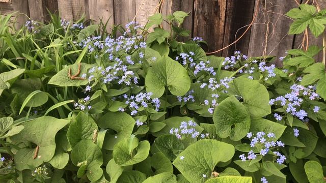 Дачная ревизия. Мшанка пошла в рост. Зацвела обриета и арабис смотреть онлайн