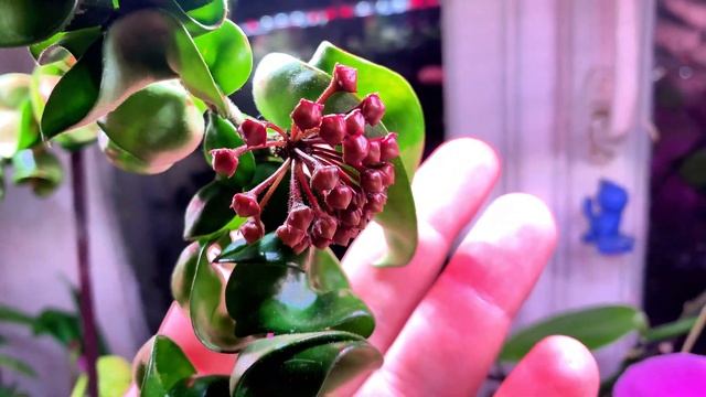 МОЯ ХОЙЯ СОИЗВОЛИЛА ЦВЕСТИ, МЕРСИ МАДАМ. смотреть онлайн