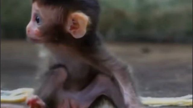 Очаровательй Baby Monkey деликатно ждет своей очереди 1000004130.mp4 смотреть онлайн