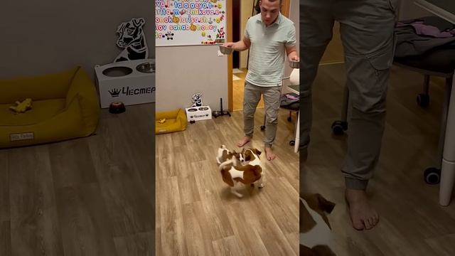 Честер и его псын Бастер - воспитанные собаки, породы Д