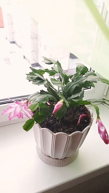 Первые цветы песня 🙂 смотреть онлайн