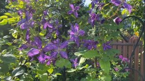 Клематис Тай Дай ‘Tie Dye’ #клематис #тай_дай #tie_dye #clematis_ti