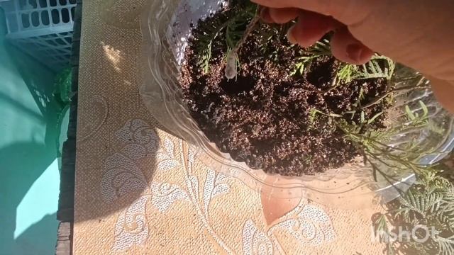 КАК Я УКОРЕНЯЮ ТУЮ? ЕСЛИ У ВАС НЕТ СПЕЦИАЛЬНОГО КОНТЕЙ? смотреть онлайн