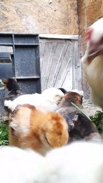 Цыплята кушают КЛЕВЕР 🍀 смотреть онлайн