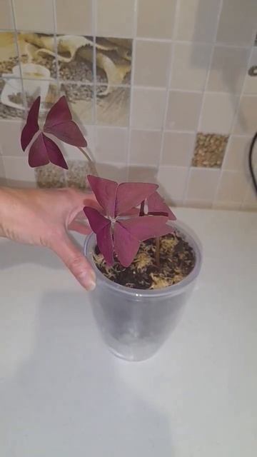 Бабочка,кислица.Цветок счастья и любви.Квітка щастя т? смотреть онлайн