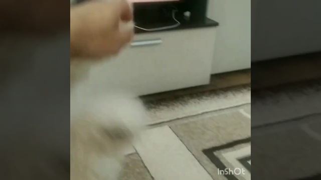 Бишон Маргоша (готовимся на собачьи бои ) смотреть онлайн