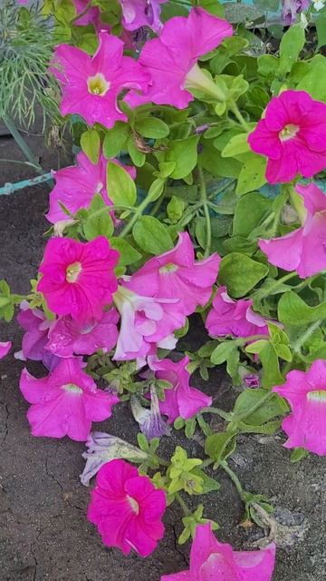 #петуния #цветымоегосада смотреть онлайн