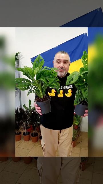 Монстера Обликва (Маска обезьяны)Цена 350 гривен! Бронь смотреть онлайн