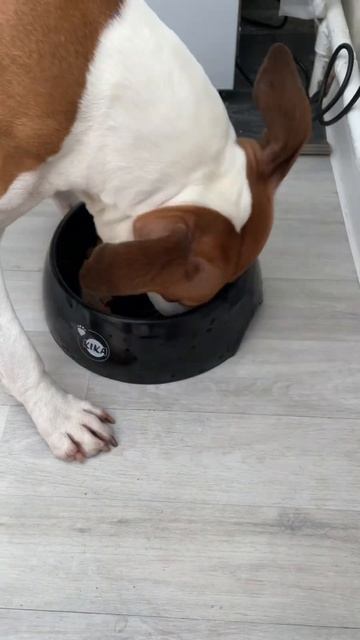 Договор есть договор #amstaff смотреть онлайн