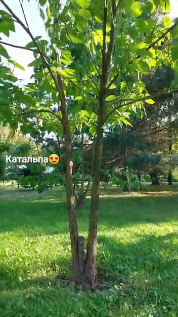 Катальпа в Московской области 🤩 смотреть онлайн