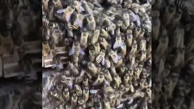 интересный цвет пчел