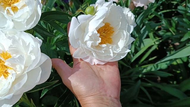 пион Мисс Америка смотреть онлайн