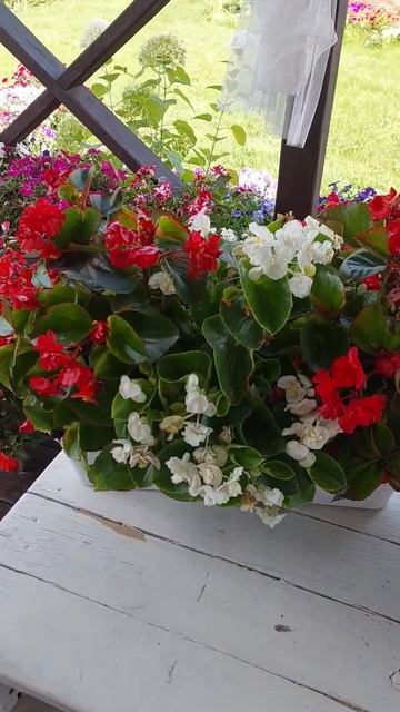 Шикарная бегония Фея от #золотаясоткаалтая #садоводст