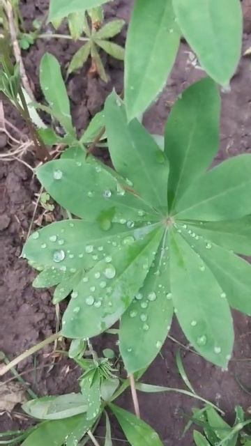🌧️💧 Капли на листьях люпина 🌿💦 смотреть онлайн