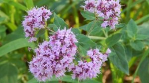 Чай из душицы