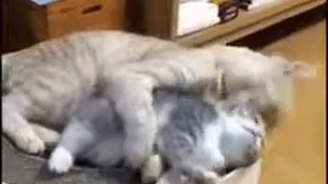 ЛЮБОВЬ котов смотреть онлайн