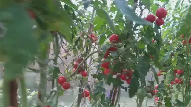 Возвращаюсь в город. Как дела в теплице? смотреть онлайн