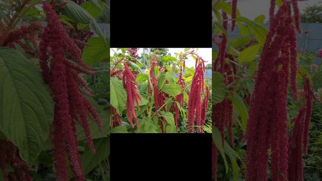 20 декабря 2024 г. Амарант смотреть онлайн