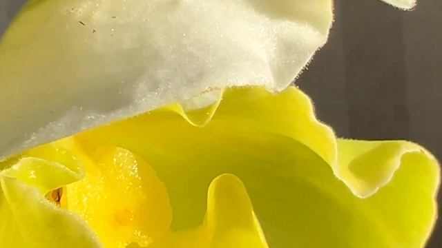 Первое в этом году поступление орхидей. Беби Динамит, ? смотреть онлайн