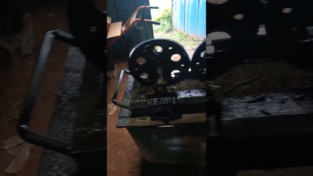 Кедротряс кедр 1 м2 смотреть онлайн