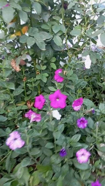 Цветет петуния в октябре смотреть онлайн