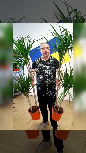 Драцена Маргината двойка, цена 500 гривен! Бронь в вайбе смотреть онлайн