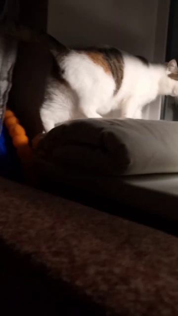 #герберы #свадьба #машаироберт #рекомендации #thegerbers #жи смотреть онлайн