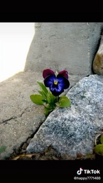 В жизни всегда есть место Чуду) смотреть онлайн