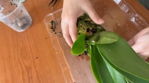 Пересадка орхидеи в вазу без грунта