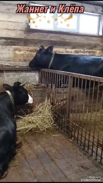 #коровы #корова #жаннетклëпа # деревня #сарай #рекоменд? смотреть онлайн