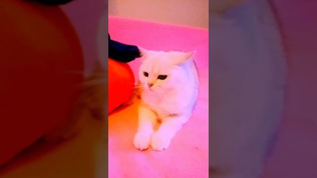 прикол!!! случай в магазине шапок, Чтооо???? в шапках носки???? смотреть онлайн