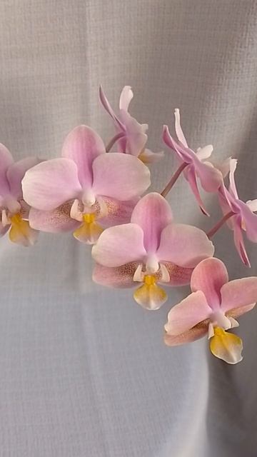 Фаленопсис ПАРФЮМЕРНАЯ ФАБРИКА смотреть онлайн