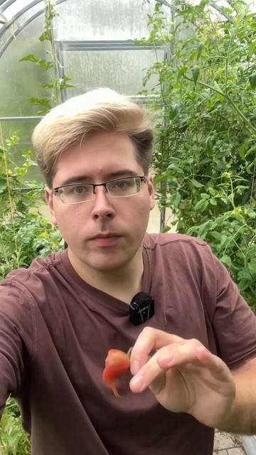 Серая гниль пришла в теплицу смотреть онлайн